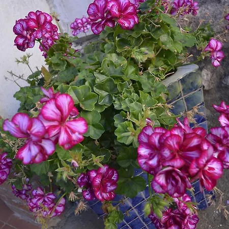 Baglio La Luna - B&B Bed & Breakfast San Vito Lo Capo